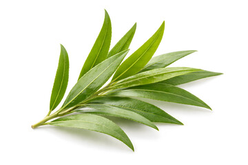 Fototapeta premium Fresh Tea Tree Leaves Branch Isolated on White Background