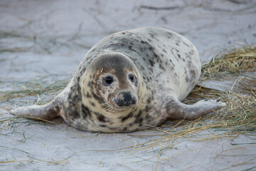 Junger Seehund - Die kleine vor kurzem geborenen Robben werden auch Heuler genannt