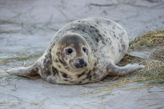 Junger Seehund - Die kleine vor kurzem geborenen Robben werden auch Heuler genannt