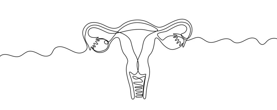 One continuous line of the female uterus and ovaries. Minimalist line art drawing of the female reproductive system. Anatomical illustration of pelvic organs in one line art style with a black editabl