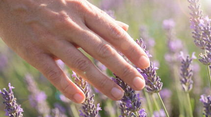 Fototapeta premium Hand touches lavender blossoms in sunlight. Lavender stems sway in soft bokeh field, lavender aroma hints calm wellness, for lavender harvest, summer vacation, spa branding concept