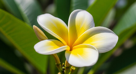 Obraz premium Frangipani flower with creamy white petals and bright yellow center outdoors