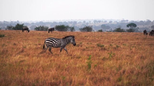 A slow-motion shot of a lone zebra facing the camera with a herd of wildebeest fills the distant background in Tanzania, Africa. An iconic wildlife scene capturing Africa's contrast and biodiversity.