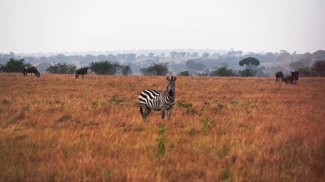 Medium shot of a lone zebra facing the camera while a herd of wildebeest fills the distant background in Tanzania, Africa. Iconic safari wildlife scene capturing contrast and Africa's biodiversity.