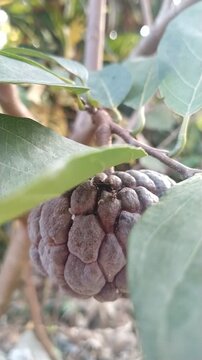 Close-Up Video Ripe Custard Apple Fruit Growing on Tree in Natural Garden, Tropical Sugar Apple	
