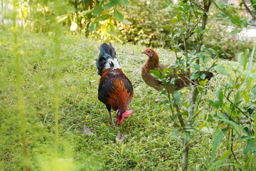 Rooster and Hen Foraging in Green Grassy Yard