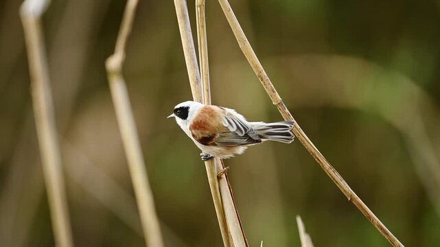Little Bird Remiz Sits On A Reed And Sings