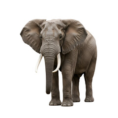 Naklejka premium African Bush Elephant Isolated on White