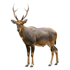 Obraz premium Barasingha Deer Wildlife Isolated on White