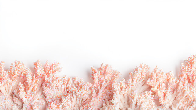 白い背景の下部に配置されたピンクの繊細な珊瑚の装飾