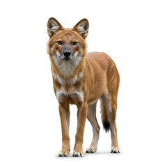 Obraz premium Dhole wild dog wildlife animal portrait