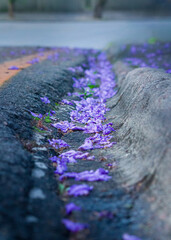 Obraz premium water drops on a purple flower