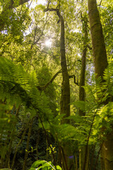 Fototapeta premium A forest with lush green trees and plants