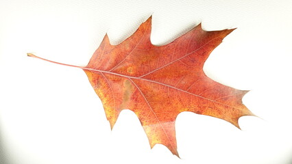 Jesienne liście klonu w odcieniach czerwieni i ż&oacute;łtego. Jesień widoczna w przyrodzie.