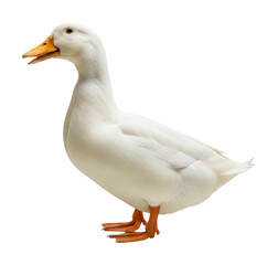 Obraz premium Playful white duck standing on grass zoo animal portrait isolated on transparent background