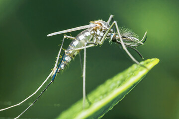 Mosquito resting on a green leaf in nature