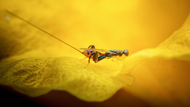 Parasitic wasp attempting to oviposit on cockroach