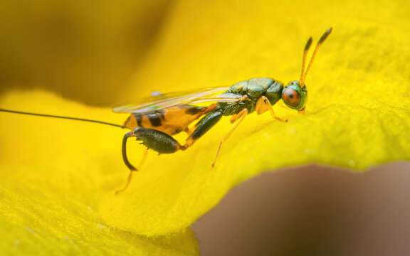 Parasitic wasp with ovipositor standing on yellow leaf