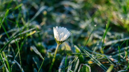 A small white flower among the grass covered with white snow. A small daisy covered with frost around the grass on a frosty morning, closeup