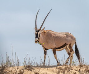 Fototapeta premium Oryx eating standing on a sand dune near Walvis Bay and Sandwich Harbour, Namibia, Africa