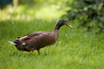 A brown Indian runner duck with a dark, iridescent head walks gracefully through vibrant green...