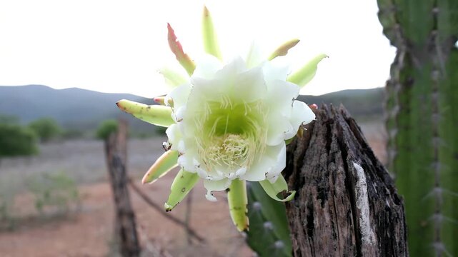 Blooming white mandacaru cactus flower in natural outdoor setting