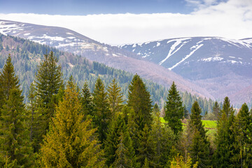 Fototapeta premium coniferous forest of carpathian mountain landscape in spring. lush green nature environment with cloudy sky. view of snow peaks. remote place for outdoor adventures. concept for wellness and escape