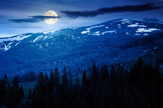coniferous forest in mountain landscape in spring at night. lush green nature environment with dark sky in full moon light. view of snow peaks. background for fake news or conspiracy concept