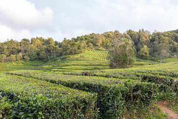 Naklejka premium A lush green tea camellia sinensis field with a winding path through it in Sao Miguel, Azores