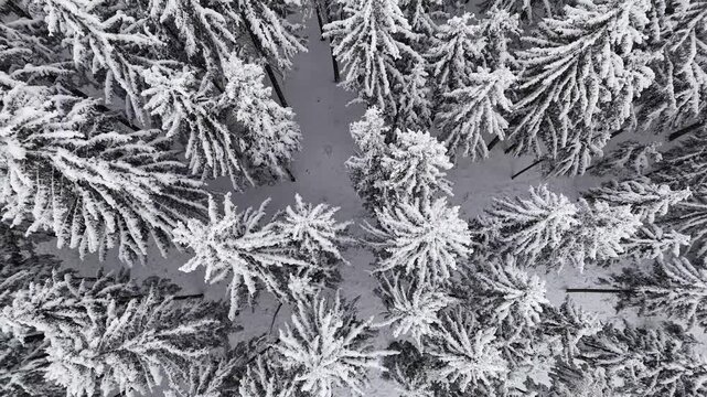 Aerial view of snow-covered trees, creating a stark contrast between the white snow and the dark branches, Stainz, Styria, Austria.