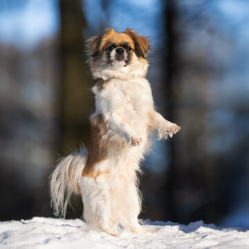 dog in snow