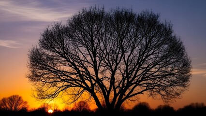 sunset and tree