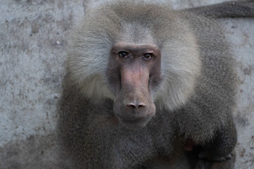 Obraz premium Baboon, Closeup, Portrait: A close-up portrait of a baboon looking directly at the camera.