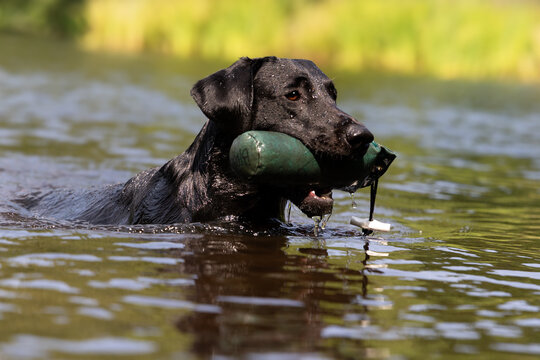 black labrador retriever in water