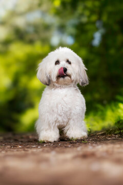 puppy in the grass