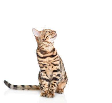 Bengal cat sitting and looking away and up on empty space. Isolated on white background