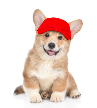 Happy Pembroke Welsh Corgi puppy wearing red cap looking at camera. isolated on white background