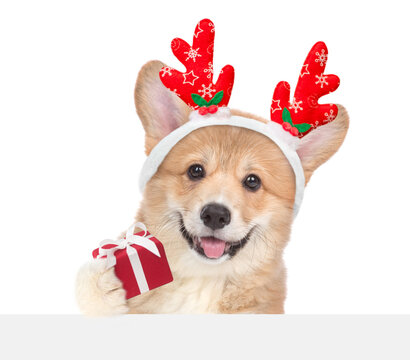 Happy Pembroke Welsh Corgi puppy dressed like santa claus reindeer  Rudolf holds gift box and looks above blank white board. isolated on white background