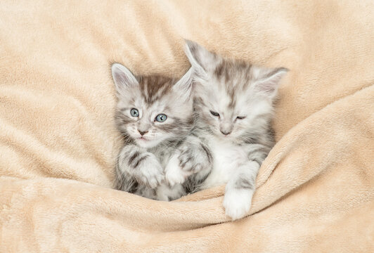 Two cozy and sleepy Maine coon kitten lying together under warm blanket on a bed at home. Top down view