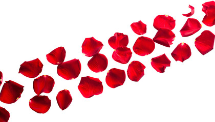 Red rose petals scattered across black background, forming a diagonal wave-like pattern