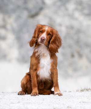 Portrait of a dog