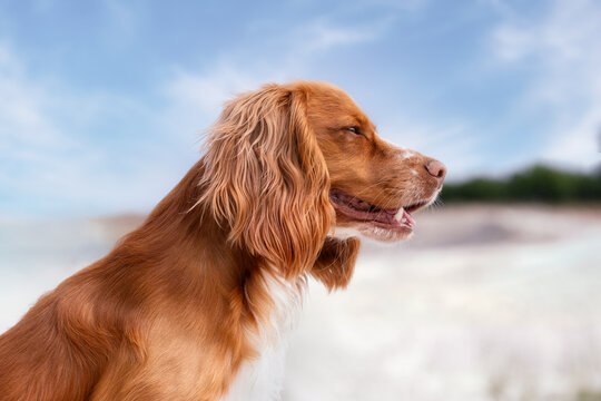 Portrait of a dog
