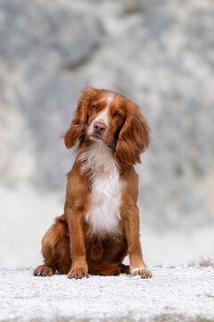 Portrait of a dog