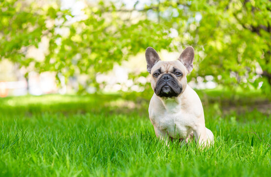 Cute French bulldog puppy standing on green summer grass and looking away on empty space. Empty space for text