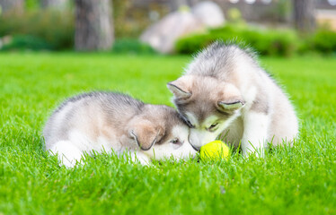 Two playpul alaskan malamute puppies lplaying on green summer grass with tennis ball