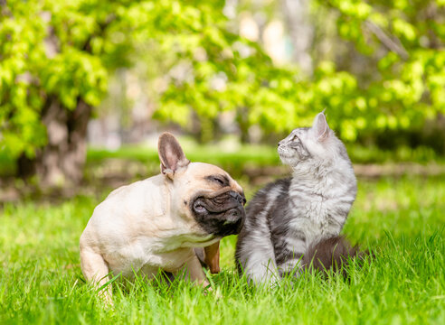 French Bulldog puppy and Maine coon cat sit together on green summer grass a sunny park. Pug puppy itches itself