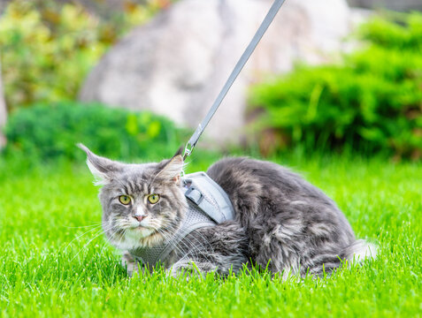 Maine Coon cat with leash lying on green grass