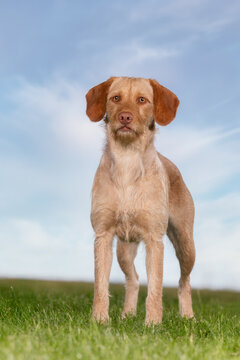 dog on grass