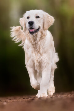 golden retriever dog