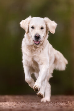 Running golden retriever
